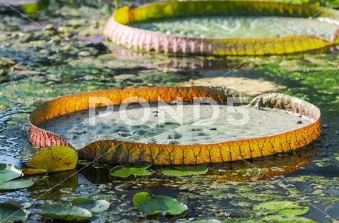 A nymphaea pamela in a botanical garden besides a giant leaf of a Victoria wa Stock Photos