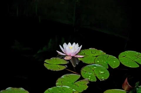Nymphaea Stock Photos