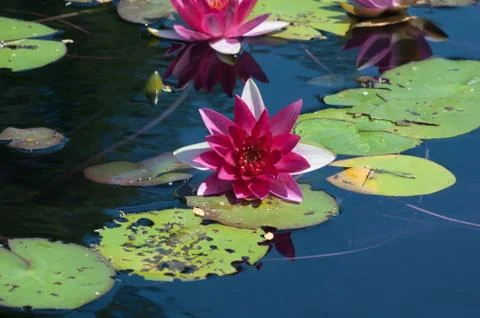 Nymphaea Stock Photos