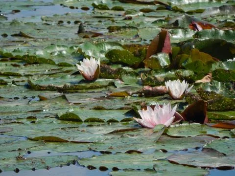 Nymphaea Fotos de archivo
