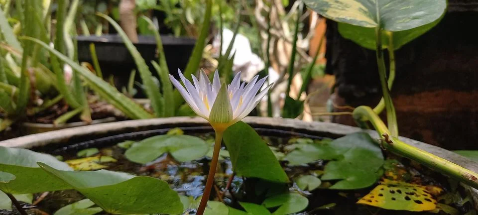 Nymphaea 库存照片