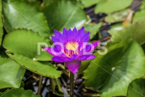 Nymphaea. Plant flower close up Stock Photos