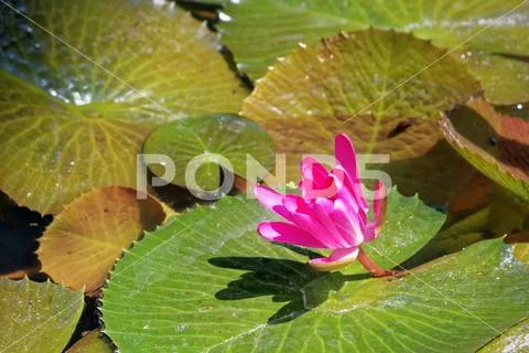 Nymphaea rubra Stock Photos