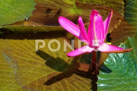 Nymphaea rubra Stock Photos