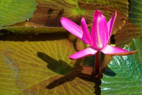 Nymphaea rubra Foto stock