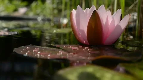 Nymphaea in sunlight Stock Footage 13532140