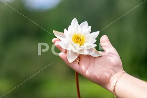 Nymphaea tetragona in female hands Stock Photos