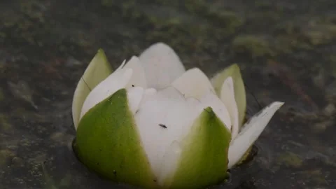 Nymphaea tetragona flowers close-up Stock Footage 280689633