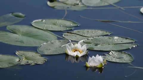 Nymphaea tetragona flowers Stock Footage 280689615