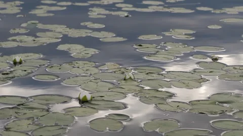 Nymphaea tetragona on the river, moving camera Stock Footage 280689561