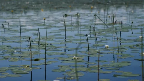 Nymphaea tetragona in the river in Siberia Stock Footage 280843919