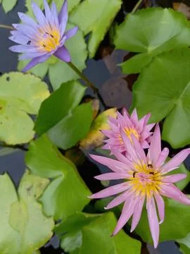 Nymphaea Water Lily Flowers with Tiny Insect Pollinators Foto stock