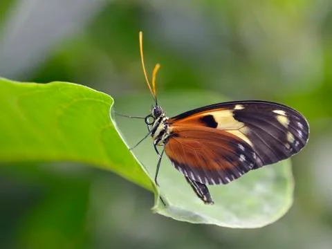 Nymphalidae butterfly on leaf Stock Photos
