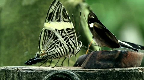 Nymphalidae Stock Footage 779138