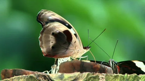 Nymphalidae Stock Footage 779139