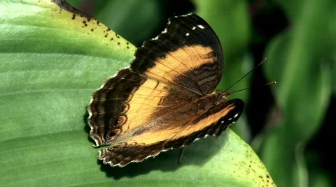 Nymphalidae Stock Footage 779154