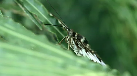Nymphalidae Stock Footage 779155
