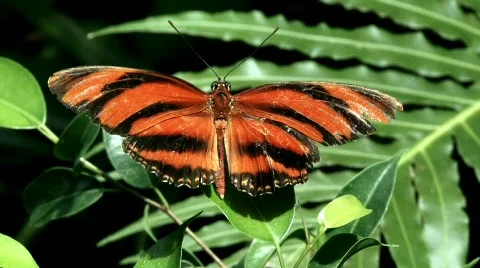 Nymphalidae Stock Footage 779172