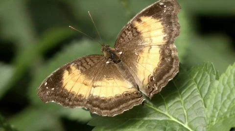 Nymphalidae Stock Footage 779234