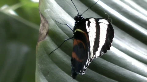 Nymphalidae Stock Footage 779243