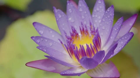 Nymphea Caerulea 库存影片 345746537