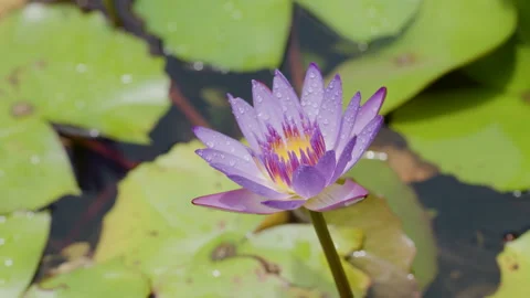 Nymphea Caerulea 库存影片 345750800