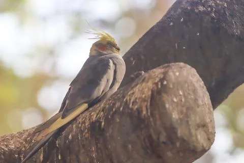 Nymphicus bird resting on the tree Stock Photos
