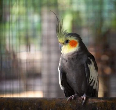 Nymphicus hollandicus. Stock Photos