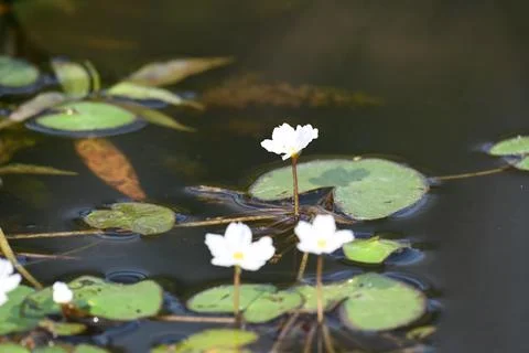 Nymphoides aquatica or banana lily. Stock Photos