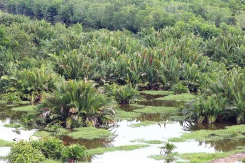 Nypa palm Stock Photos