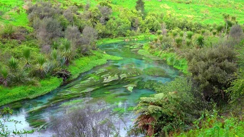 NZ 101 Blue Spring, New Zealand Stock Footage 85426583