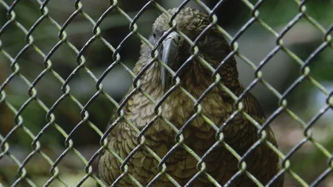 NZ Kaka Bird Vídeos de archivo 82672468