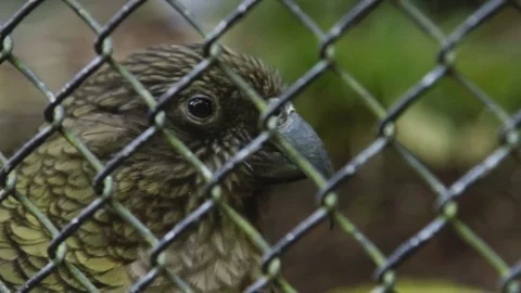 NZ Kea Bird Stock Footage 82673890