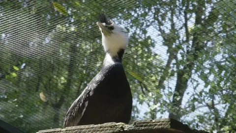 NZ Shag Bird Stock Footage 83525700