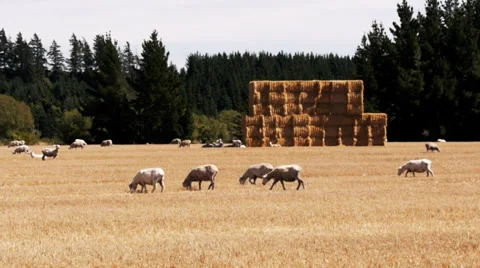 Nz sheep and haystack Stock Footage 36089479