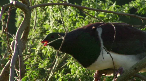 NZPigeon(Kereru) Eats Vidéo 346002