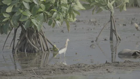 O 306 S log 3 10bit 422 Stock Footage 328122666