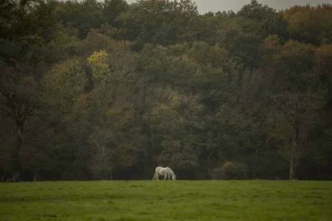 O7A5087-1 white horse in a field long shot Stock Photos