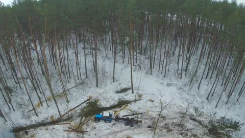 Oading and transportation of timber. Stockbeeldmateriaal 100155118