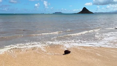Oahu, Hawaii – Rolling Coconut on the Beach near Kualoa Ranch (Static Shot) Stock Footage 325480261
