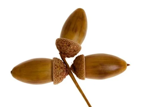 Oak acorn Stock Photos