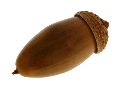Oak acorn Stock Photos