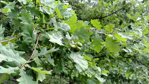 Oak with acorns Stock Footage 94471970