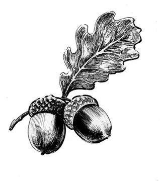 Oak acorns Stock-Illustration