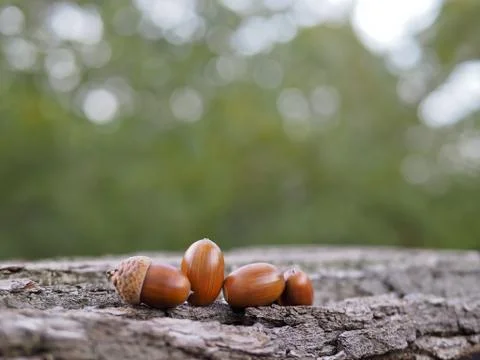 Oak acorns Stock Photos