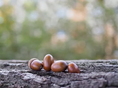 Oak acorns Stock Photos