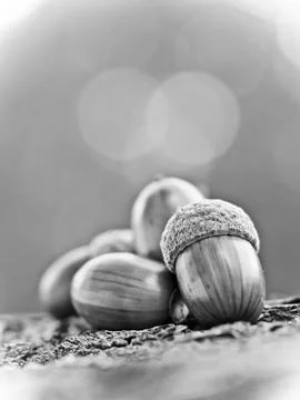 Oak acorns Stock Photos
