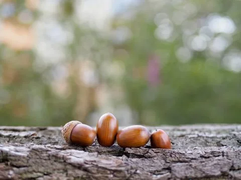 Oak acorns Stockfoto's