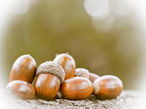 Oak acorns Stock Photos
