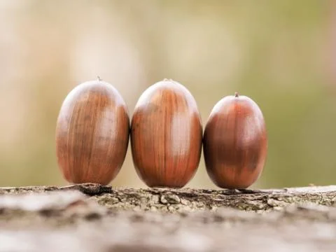 Oak acorns Foto stock